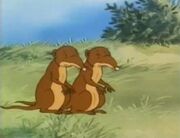 Shrews