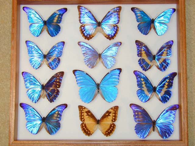 Morpho Fauna and flora Wiki FANDOM powered by Wikia Morpho Fauna and flora Wiki FANDOM powered by Wikia