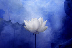 White Lotus