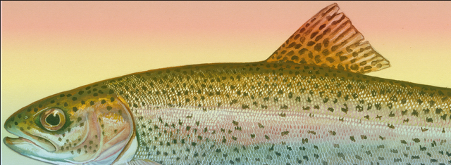 File:Rainbow Fish.png