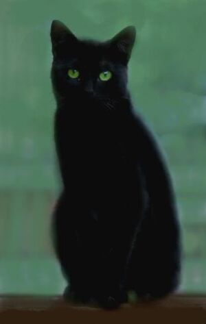 Hollyleaf