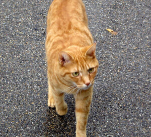 Brackenfur's appearance