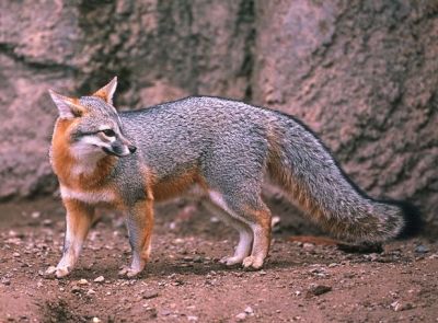 File:Gray fox.jpg