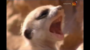 ´´cachorro.png