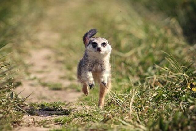 Archivo:14538420-meerkats-jump-in-grass.jpg