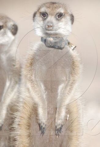 Archivo:Rocket close up 2013 1.jpg