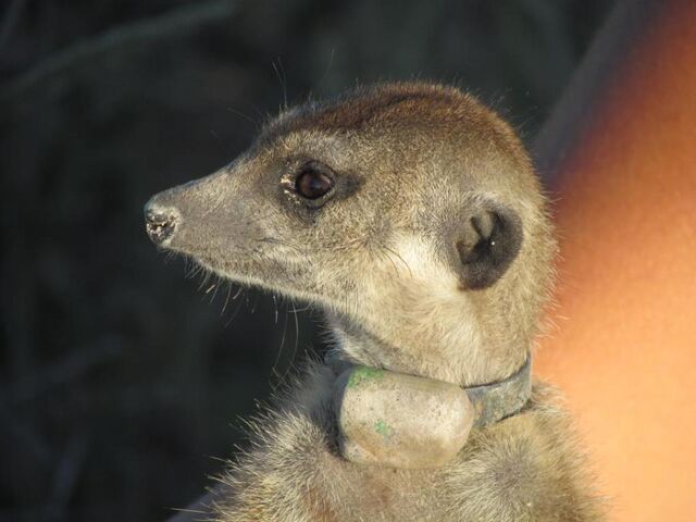 Archivo:Lola 2.jpg