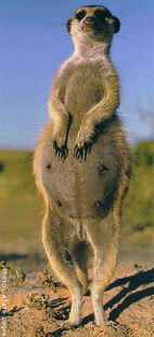 Pregnantmeerkatalain derge