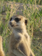 180px-Kleintjie Gattaca(VGGF014) 6.jpg
