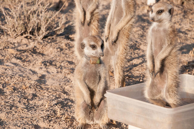 Archivo:Serengeti 2010.jpg