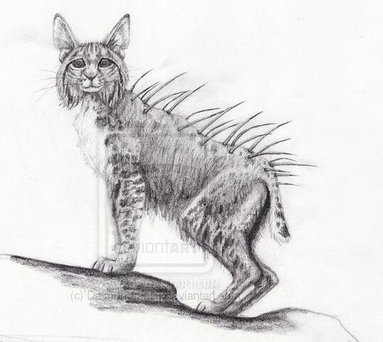 File:Splintercat.jpg
