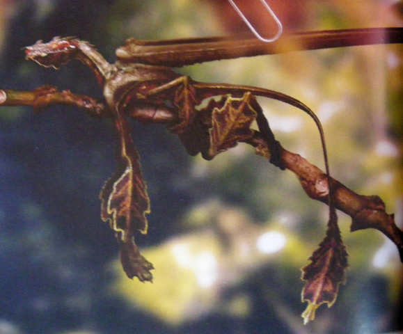 File:Fanlizard.png
