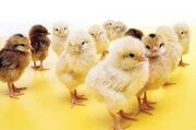 HatcheriesChicks