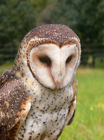 Bestand:Masked owl.jpg