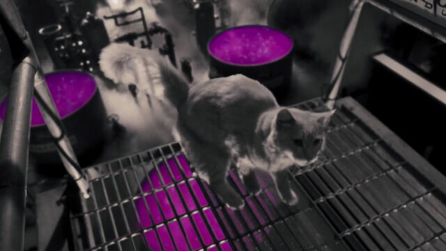 File:Cats-dogs-revenge-movie-screencaps.com-3322.jpg