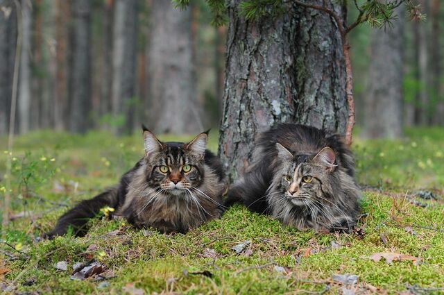 Файл:Cats-web-9.jpg