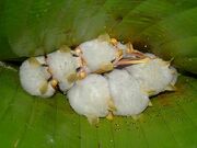 Shikaka 2
