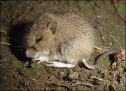 41212128 mouse416