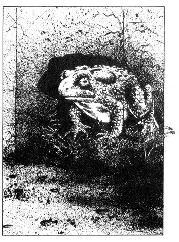 File:Giant Toad1.jpg