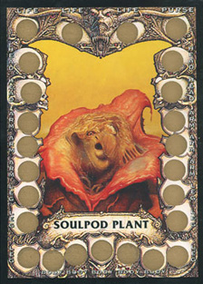 BCUS073Soulpod Plant