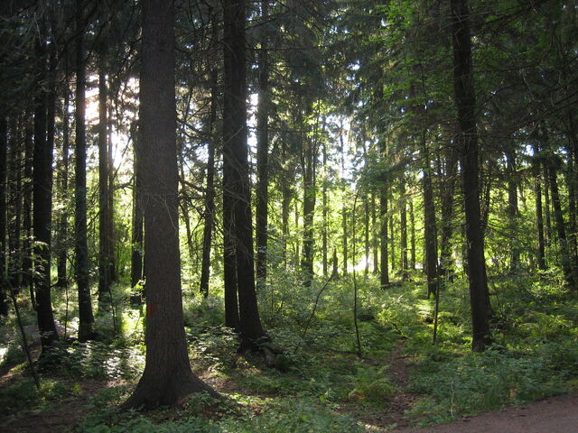 File:Keskuspuisto.jpg