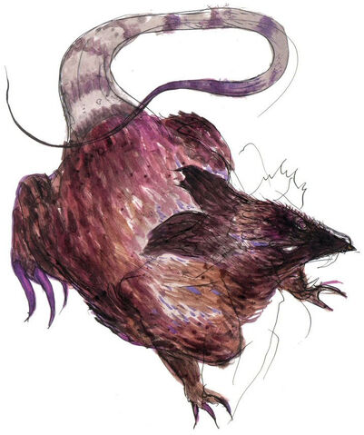 File:Amano Rat.jpg