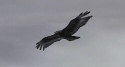 The Eagle
