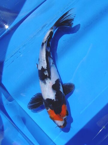 File:Showa+Koi.jpg