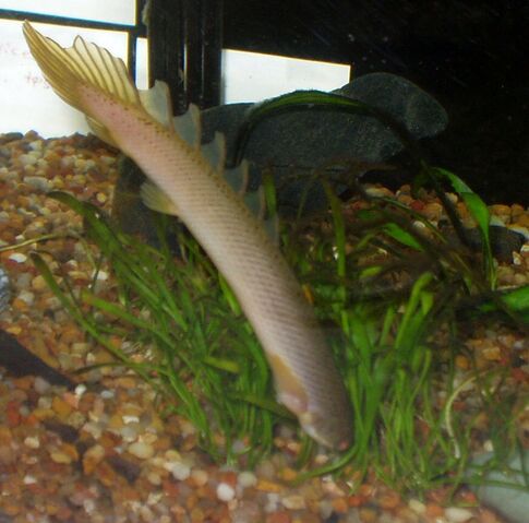 File:Polypterus senegalus senegalus headstand.jpg