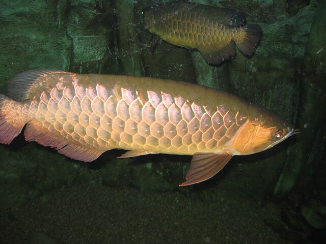 File:Gold Arowana035.jpg
