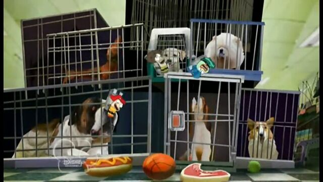 File:Bouncing on chew toys.jpg