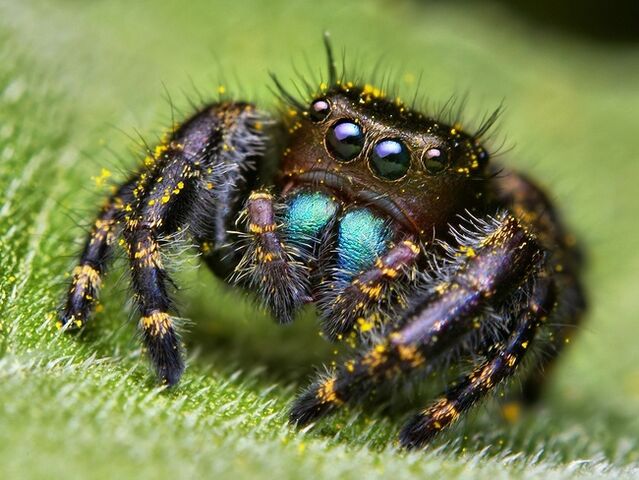 Файл:Spider1.jpg