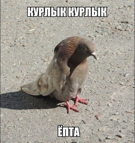 Файл:Q0JhvSuWbGI.jpg