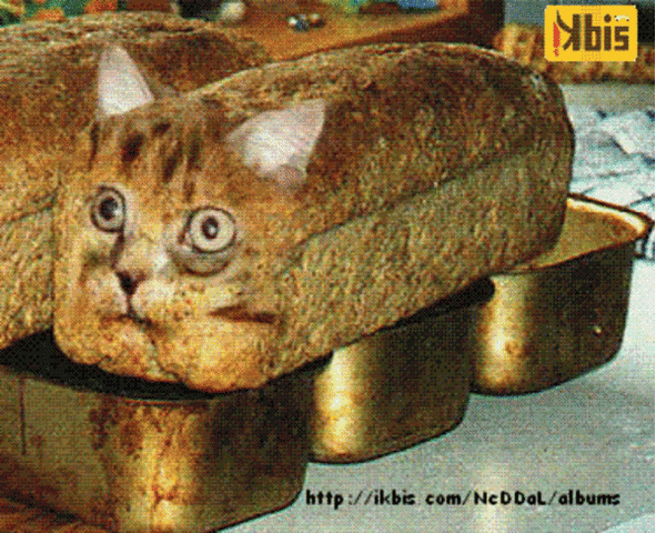 Файл:Cat bread.gif