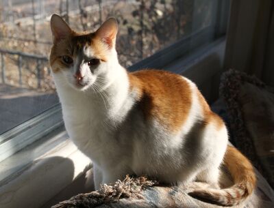 Orange-and-white-cat