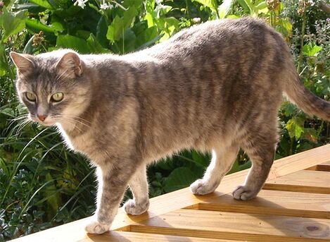 Company-cat-grey