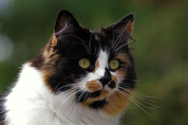 Catco