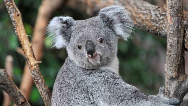 Archivo:Koala.jpg