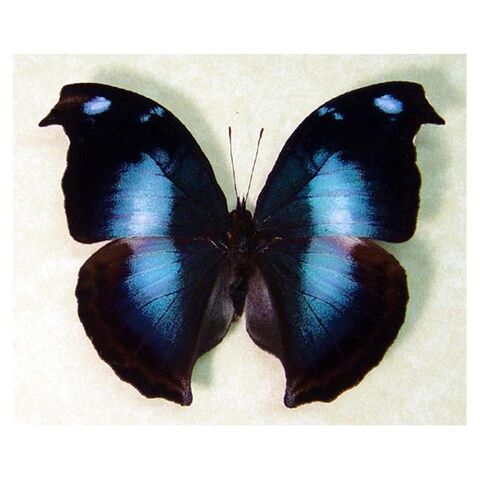 File:37 Great Blue Hookwing.jpg