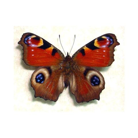 File:44 Peacock.jpg