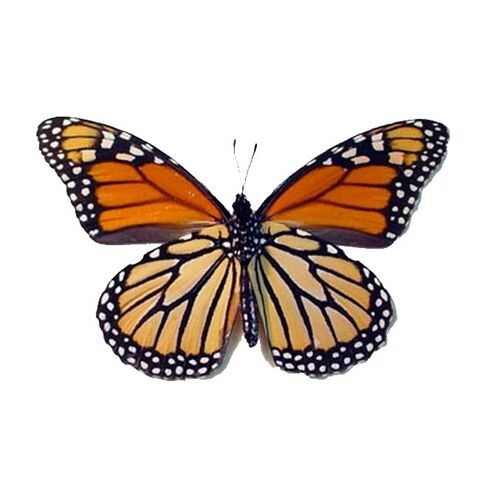 File:23 Monarch.jpg