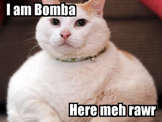 File:Fat Cat2.jpg