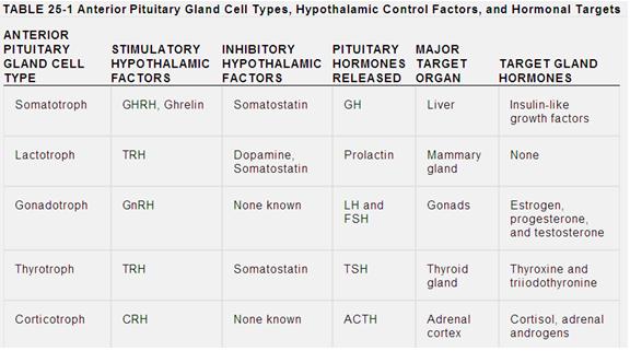 Anterior-Posterior Pituitary and Growth | Butler Pharmacy Wiki | FANDOM