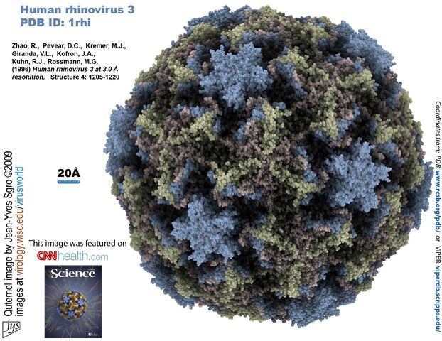 File:Rhinovirus.jpg