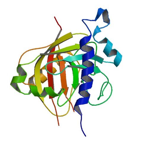 File:1RZ2 bio r 500.jpg
