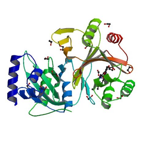 File:4CDP bio r 500.jpg