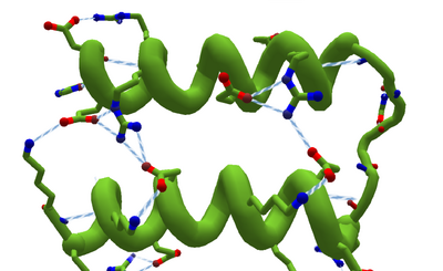 HydrogenBondsSidechain