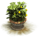 Flower Tub