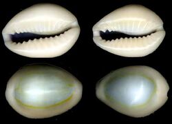 Opal cowries
