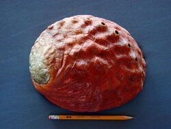 Red abalone shell1